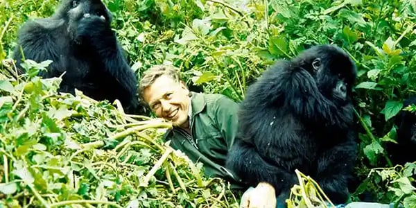 David-Attenborough-with-gorillas