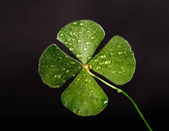 Four leaf clover