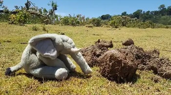 archie-the-elephant-and-poo