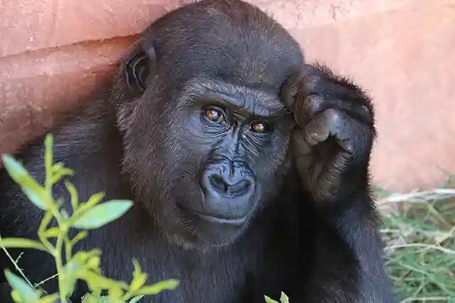 young-gorilla-portrait